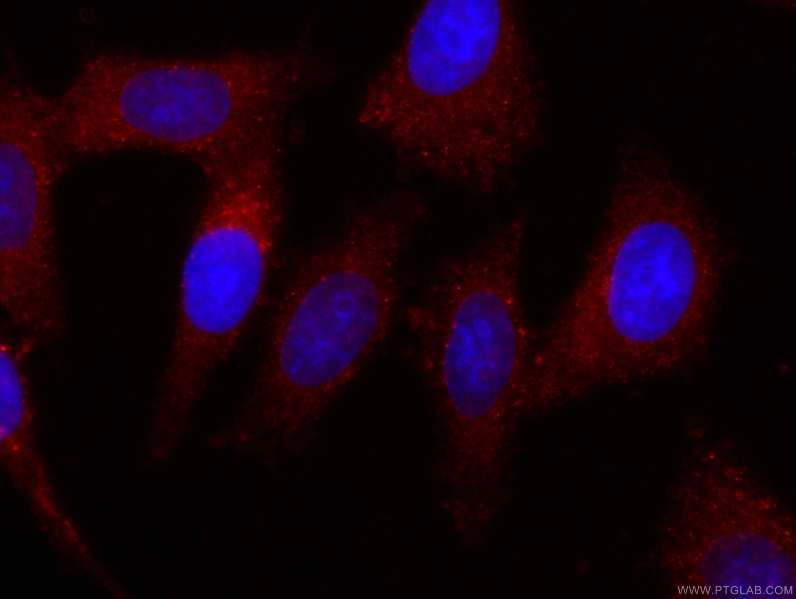 IF Staining of HepG2 using CL594-66206