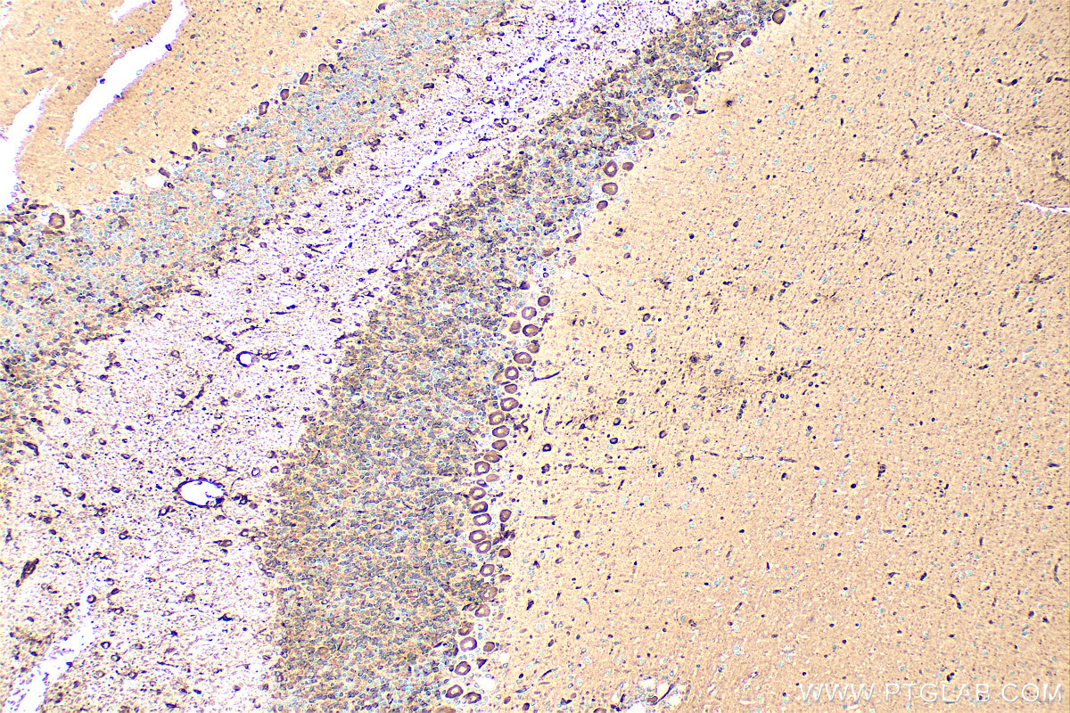 IHC staining of rat cerebellum using 31454-1-AP