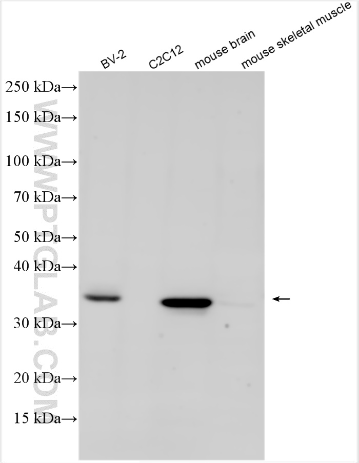 WB analysis using 31454-1-AP