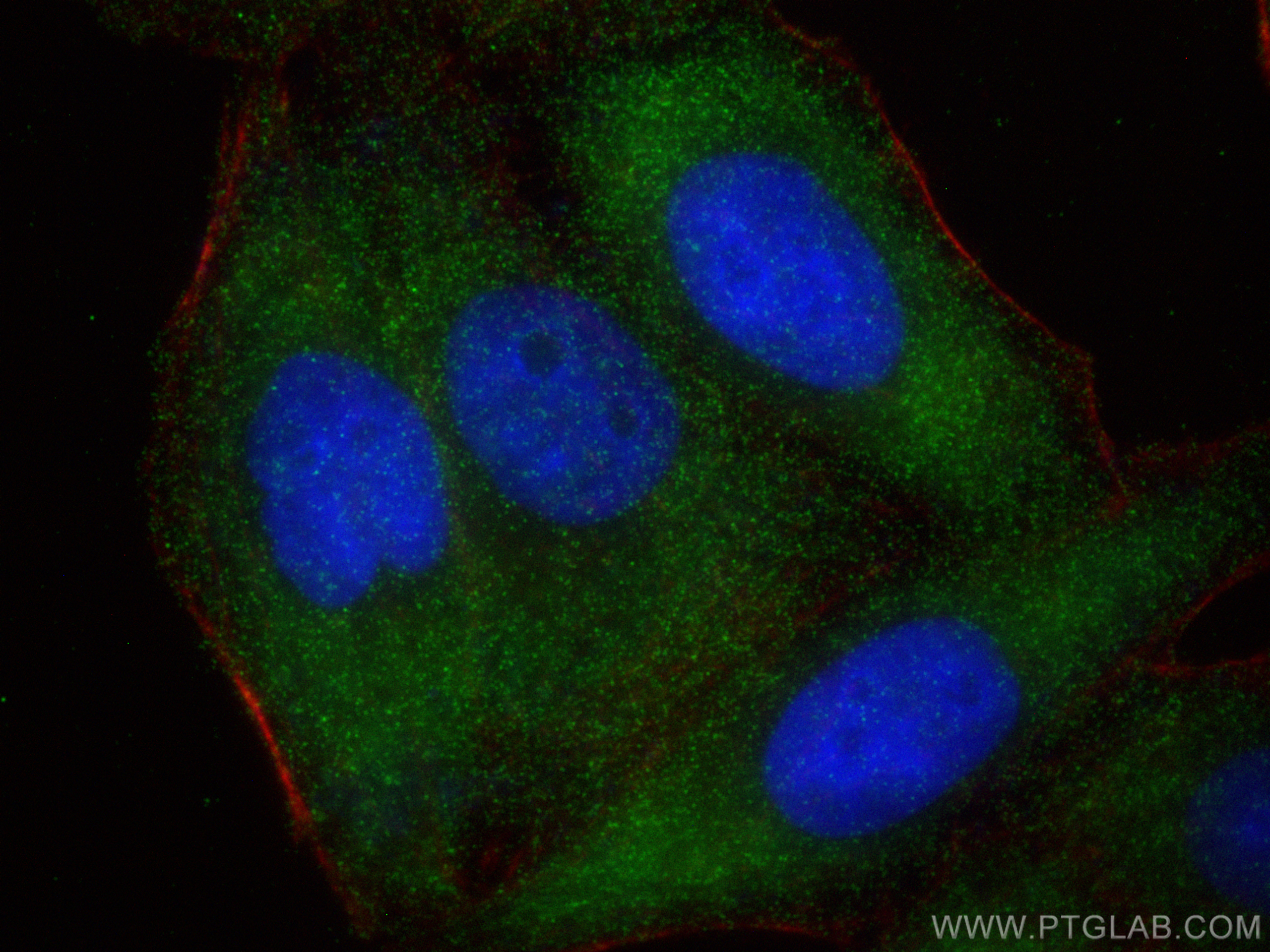 IF Staining of HepG2 using 83728-4-RR