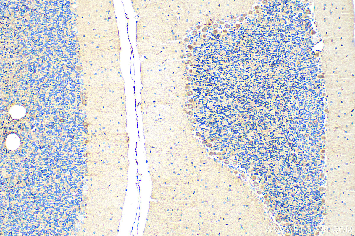 IHC staining of rat cerebellum using 83728-4-RR