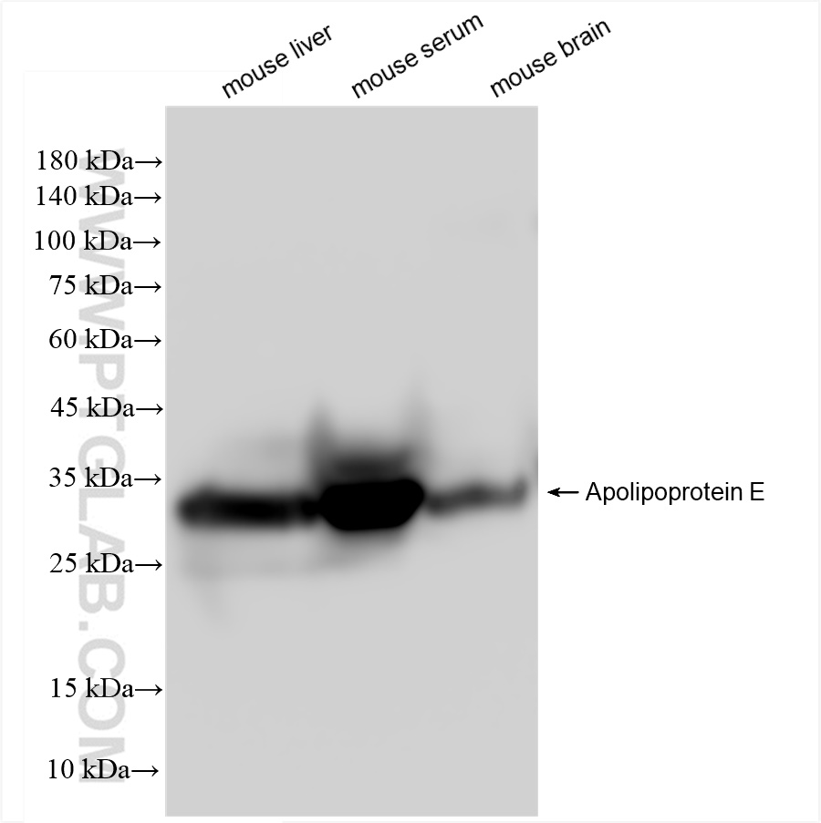 WB analysis using 83728-4-RR