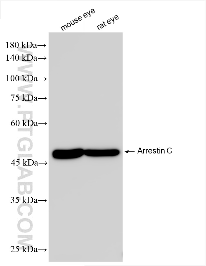 WB analysis using 85067-5-RR (same clone as 85067-5-PBS)