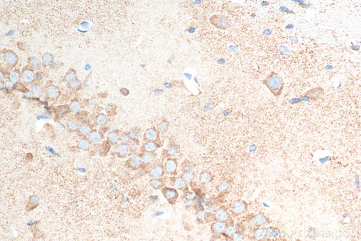 IHC staining of rat brain using 68316-1-Ig