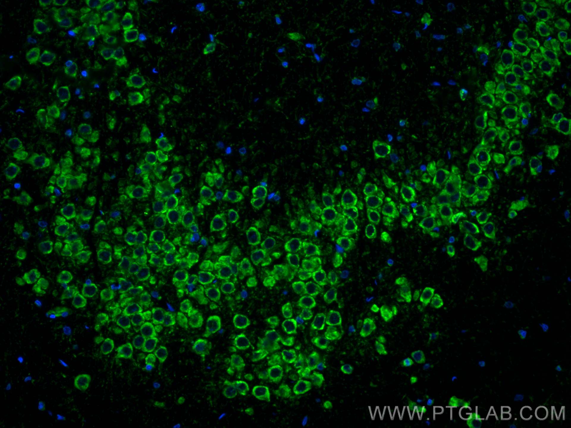 IF Staining of rat brain using CL488-68316