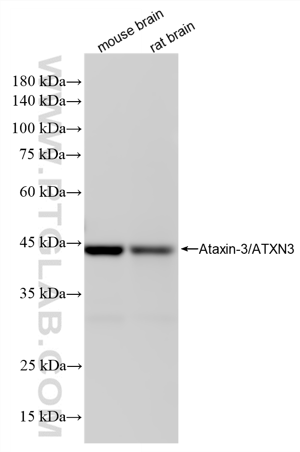 WB analysis using 87817-1-RR