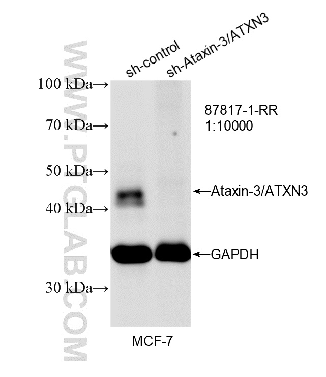 WB analysis of MCF-7 using 87817-1-RR
