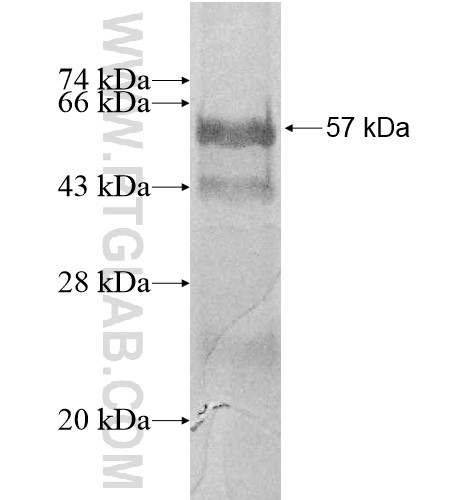 Atp8a2 fusion protein Ag12743 SDS-PAGE Atp8a2 fusion protein Ag12743 SDS-PAGE