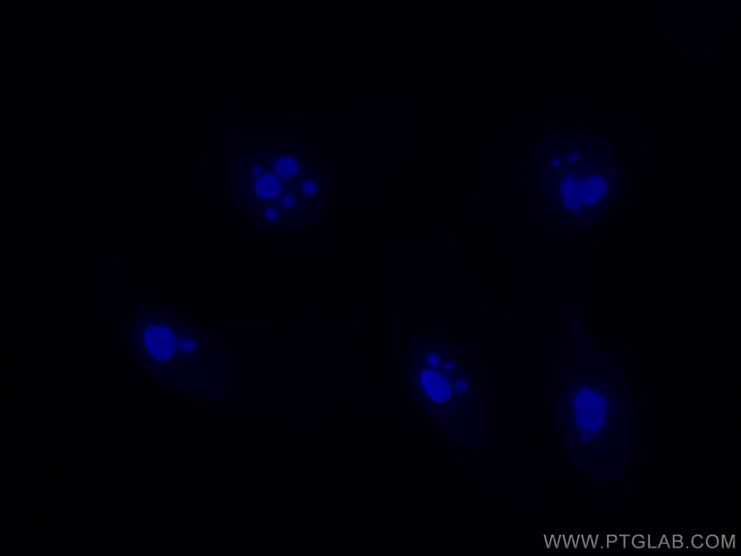 IF Staining of HepG2 using CL405-60096