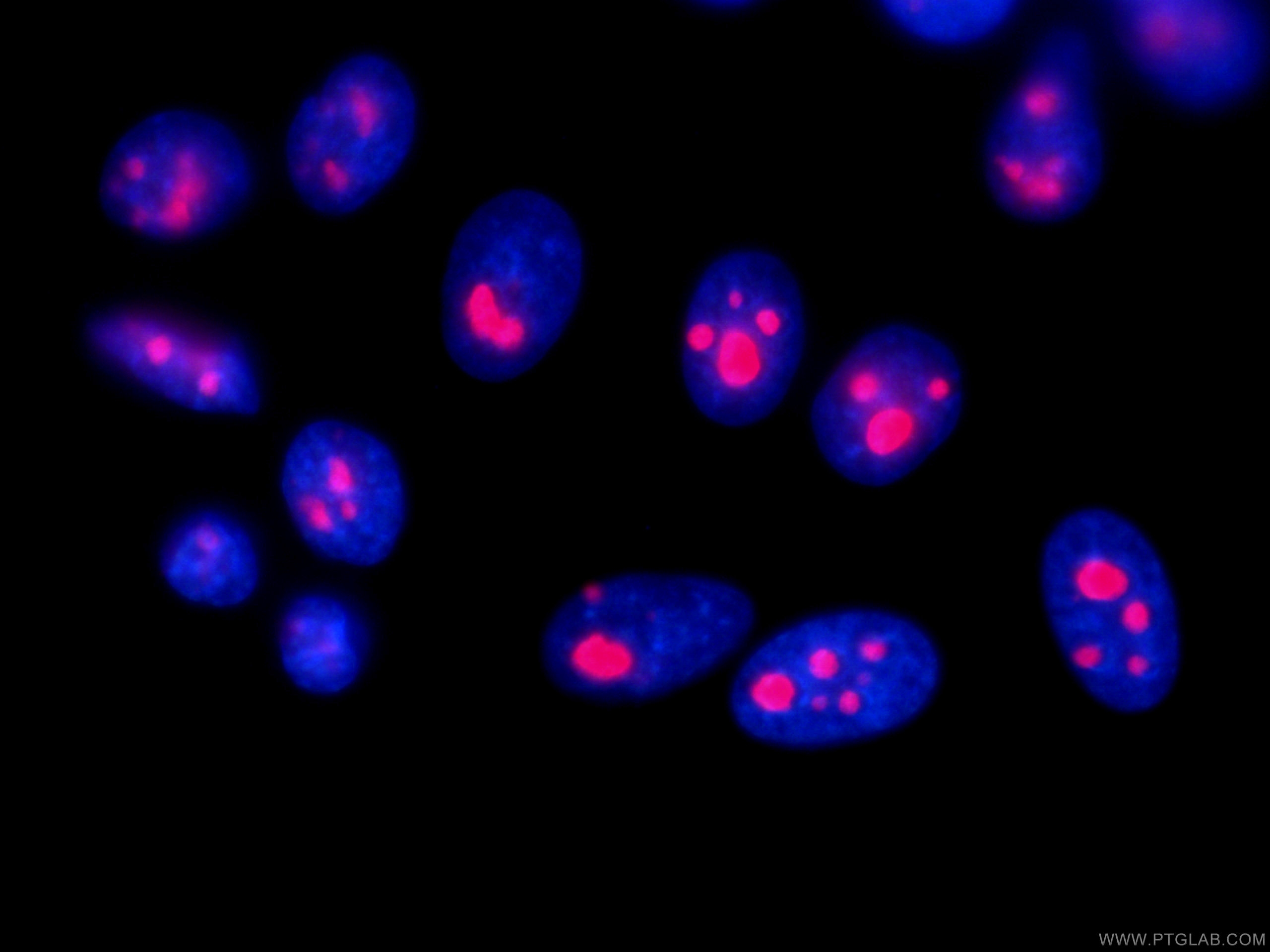 IF Staining of HepG2 using CL594-60096