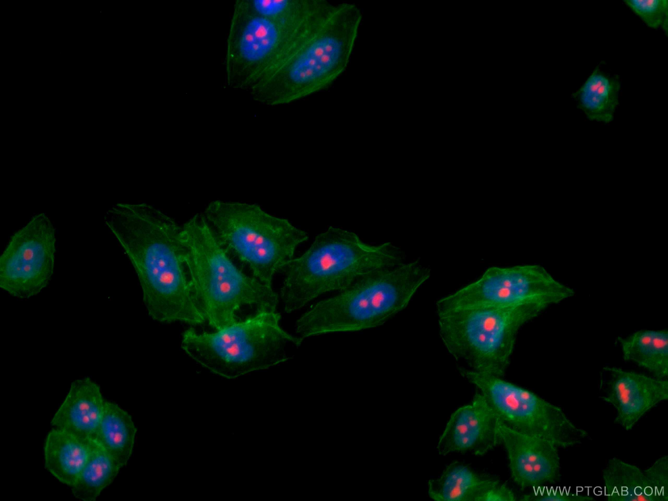 IF Staining of HepG2 using CL594-60096