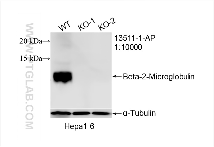 WB analysis of Hepa1-6 using 13511-1-AP