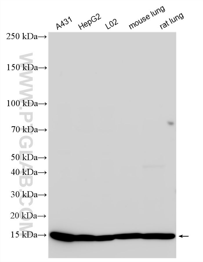 WB analysis using 13511-1-AP