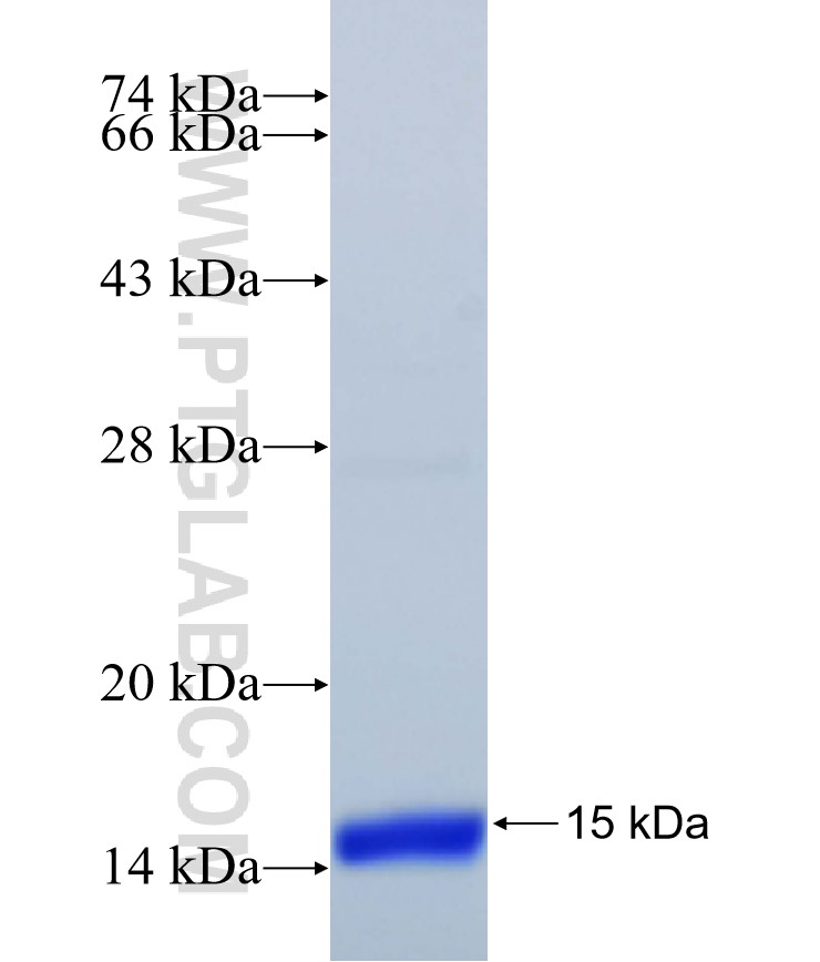 B2M fusion protein Ag27803 SDS-PAGE