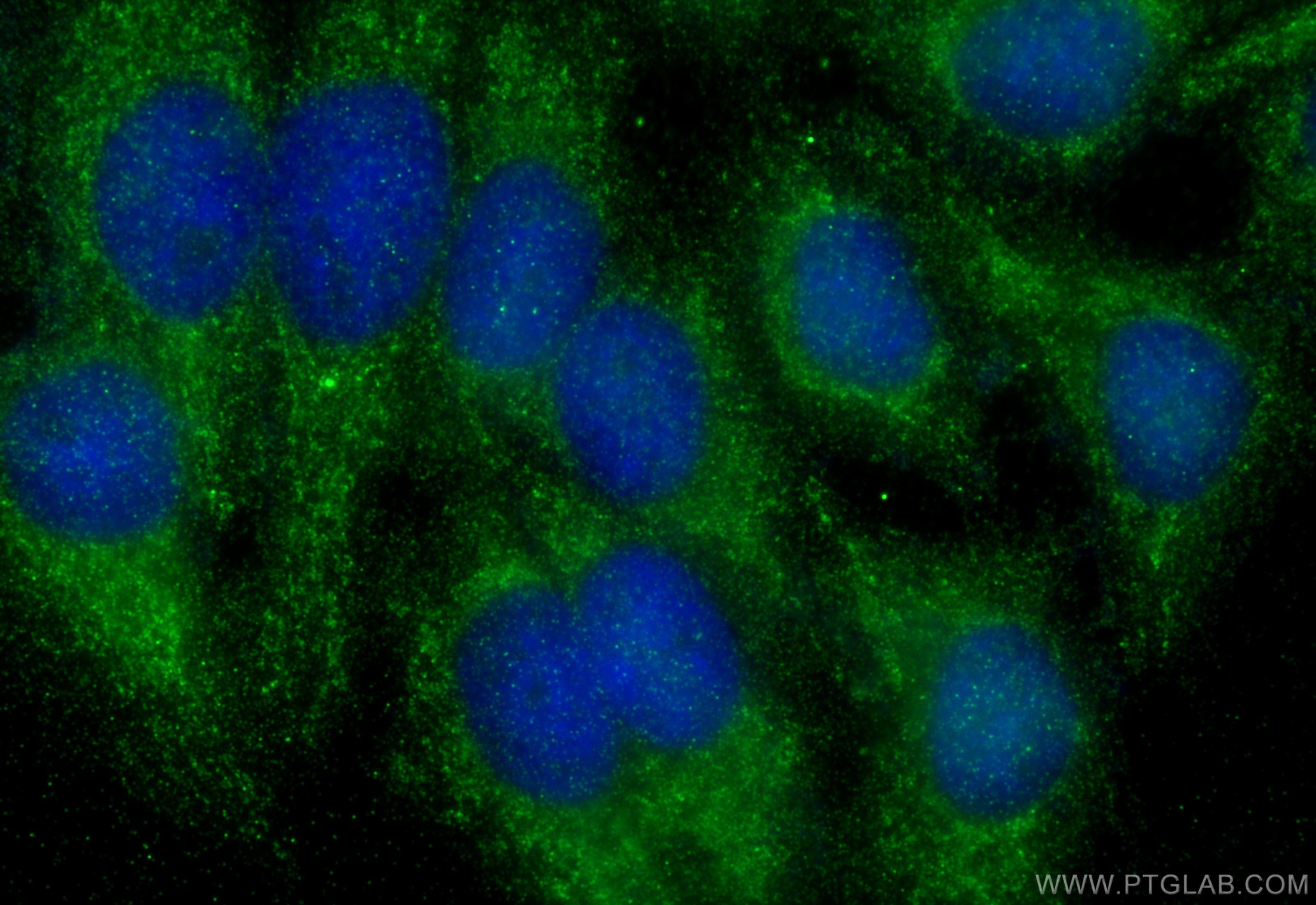 Immunofluorescent analysis of (-20°C Ethanol) fixed HepG2 cells using B3GALNT2 antibody (17142-1-AP) at dilution of 1:200 and Multi-rAb CoraLite ® Plus 488-Goat Anti-Rabbit Recombinant Secondary Antibody (H+L) (RGAR002). IF Staining of HepG2 using 17142-1-AP