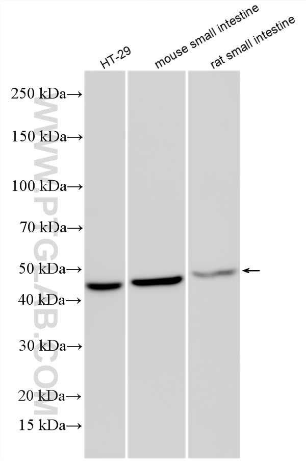 WB analysis using 33022-1-AP