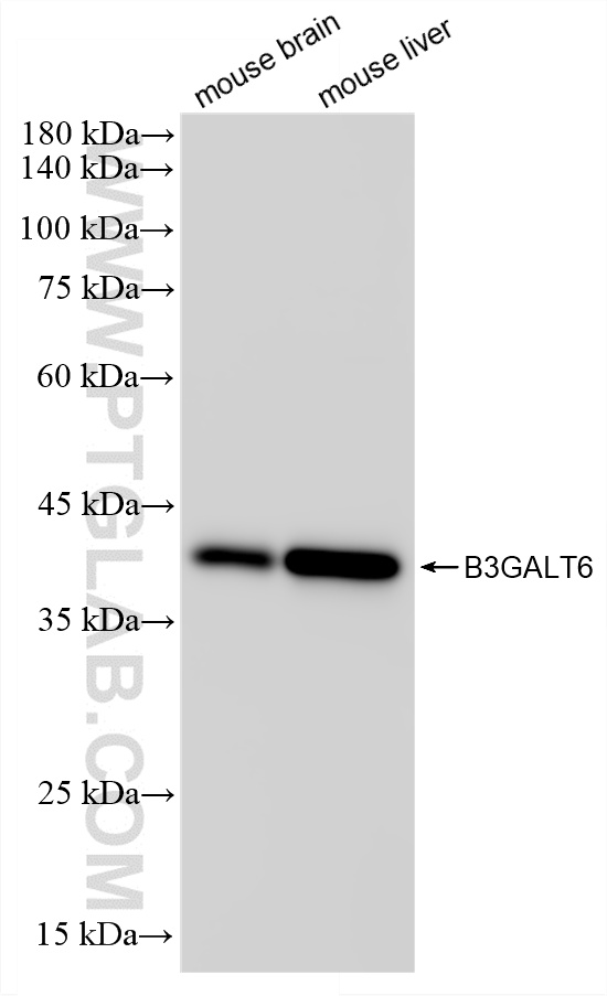 WB analysis using 87370-1-RR (same clone as 87370-1-PBS)