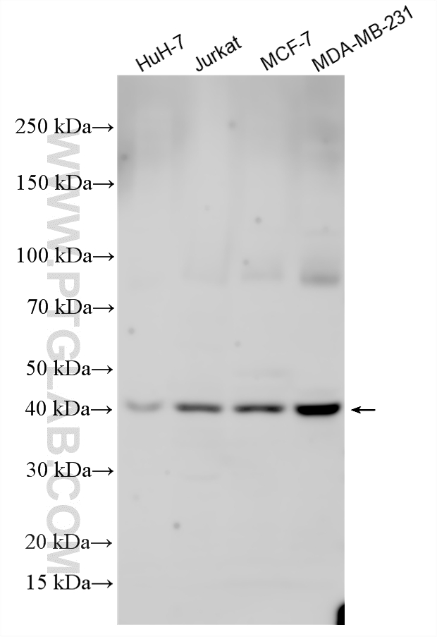 WB analysis using 16586-1-AP