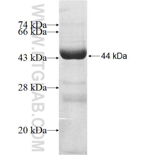 B3GNT1 fusion protein Ag8644 SDS-PAGE