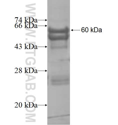 B3GNT1 fusion protein Ag8660 SDS-PAGE