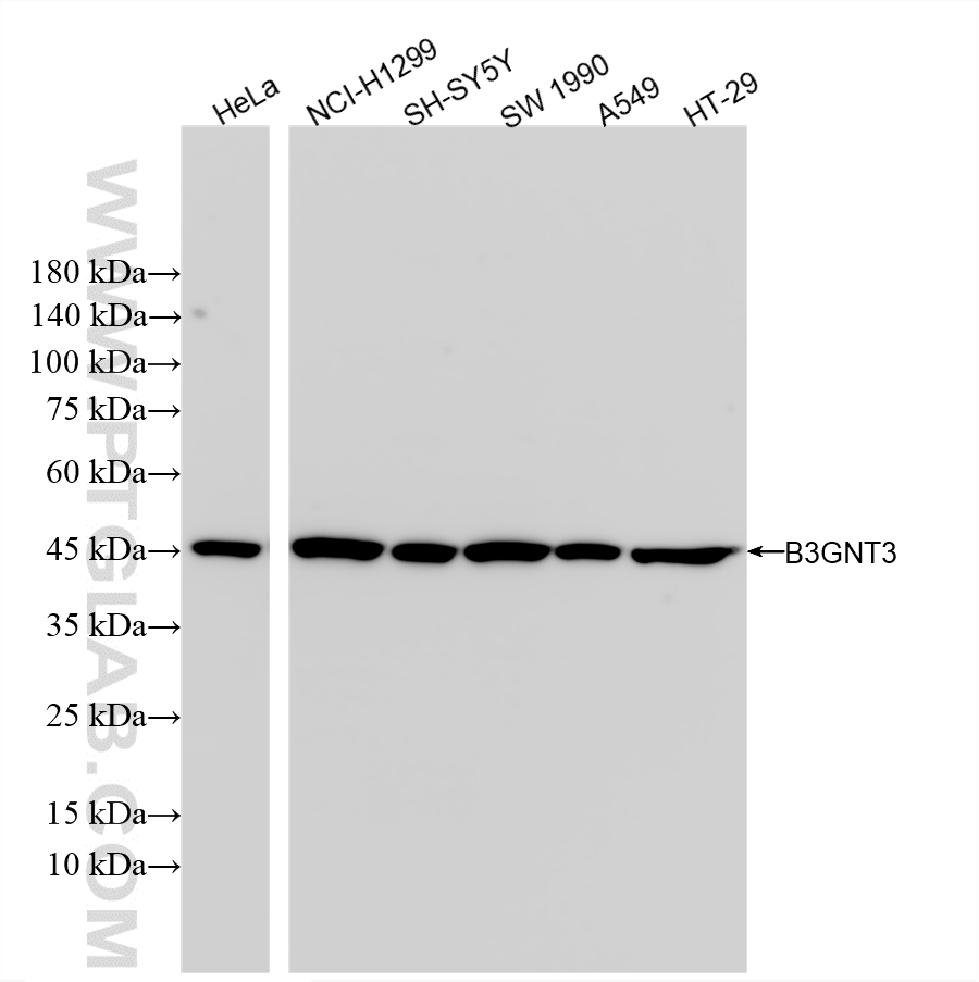 WB analysis using 85713-1-RR (same clone as 85713-1-PBS)