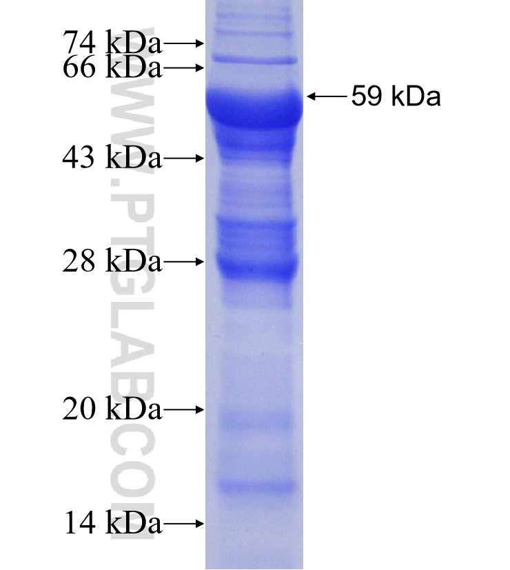 B4GALNT1 fusion protein Ag4065 SDS-PAGE