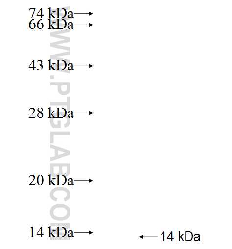 B4GALNT2 fusion protein Ag21166 SDS-PAGE