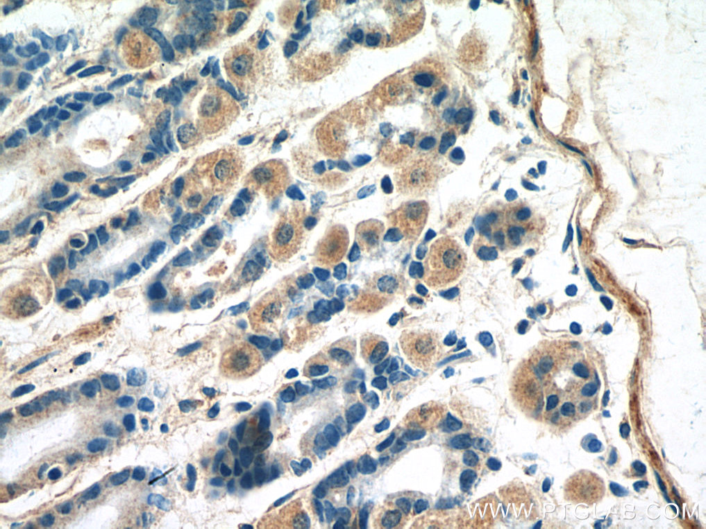 IHC staining of mouse stomach using 24675-1-AP