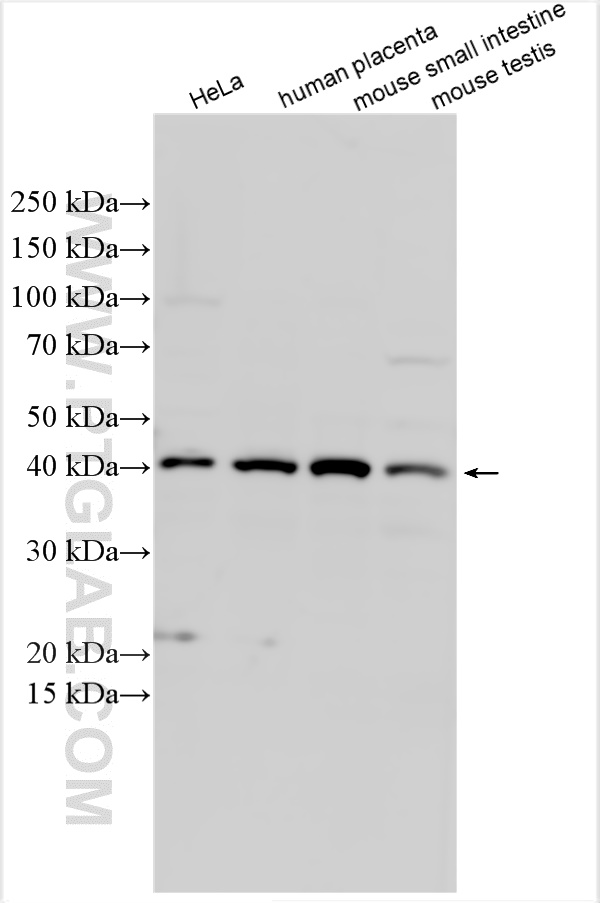 WB analysis using 55448-1-AP
