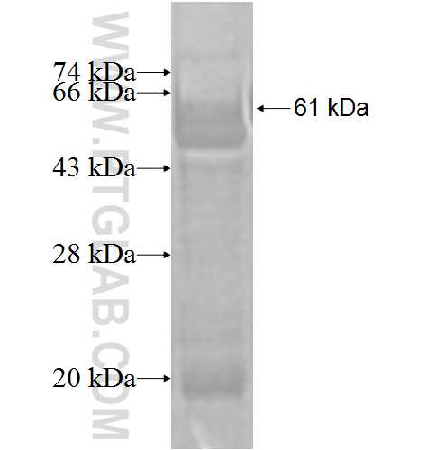 B4GALT3 fusion protein Ag1487 SDS-PAGE