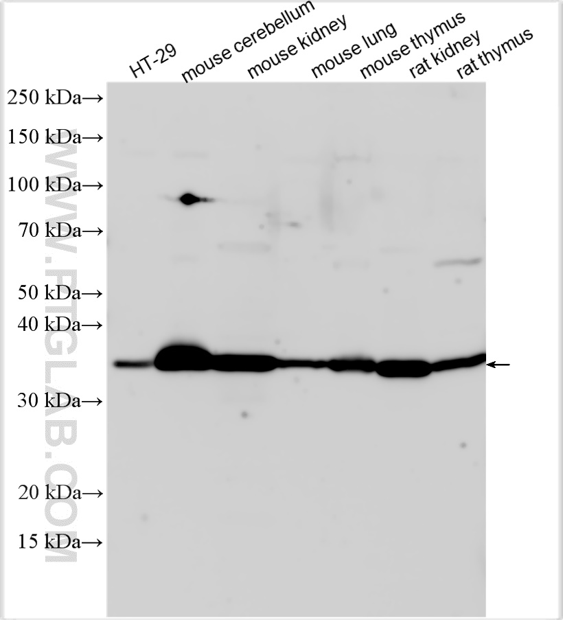 WB analysis using 30478-1-AP