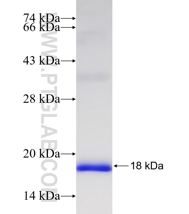 B4GALT4 fusion protein Ag32330 SDS-PAGE