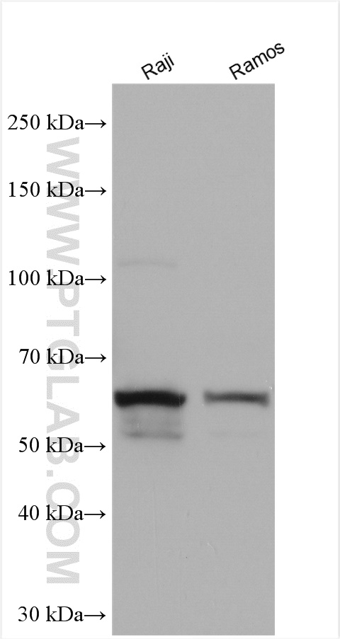 WB analysis using 14292-1-AP