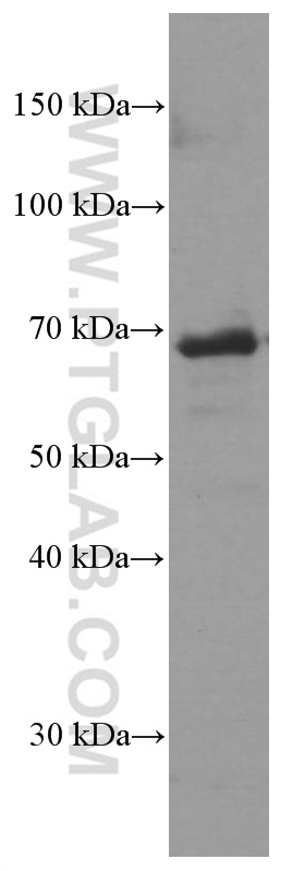 CD80/B7-1