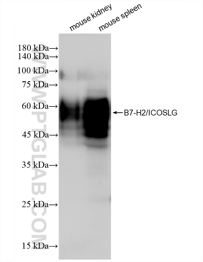 WB analysis using 83375-2-RR (same clone as 83375-2-PBS)