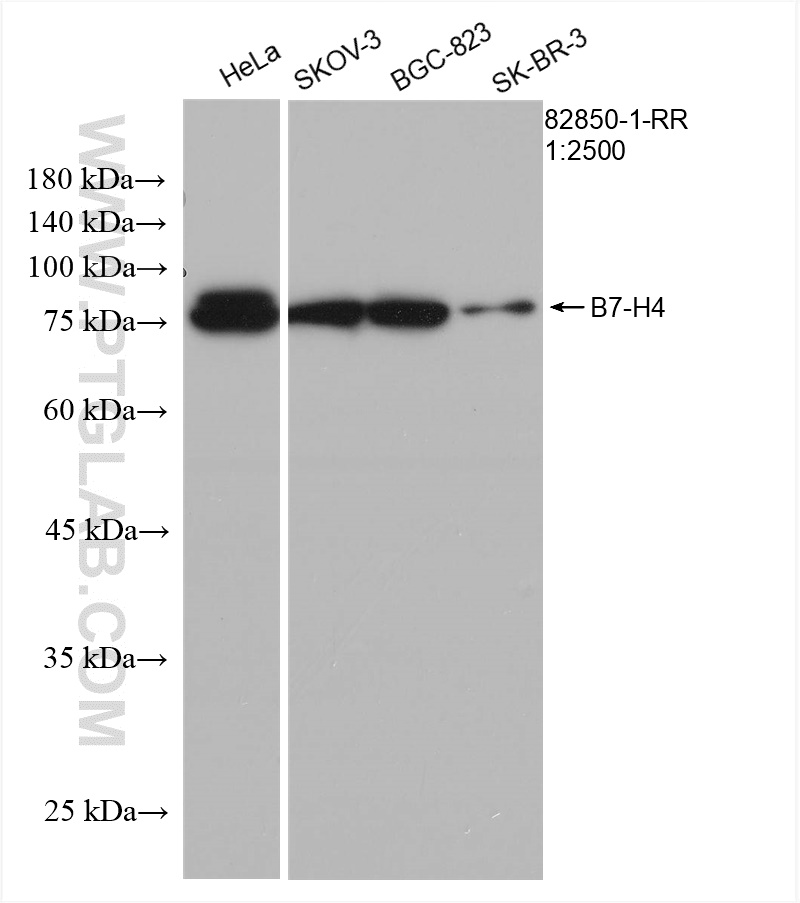 WB analysis using 82850-1-RR