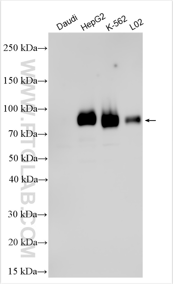 WB analysis using 31620-1-AP