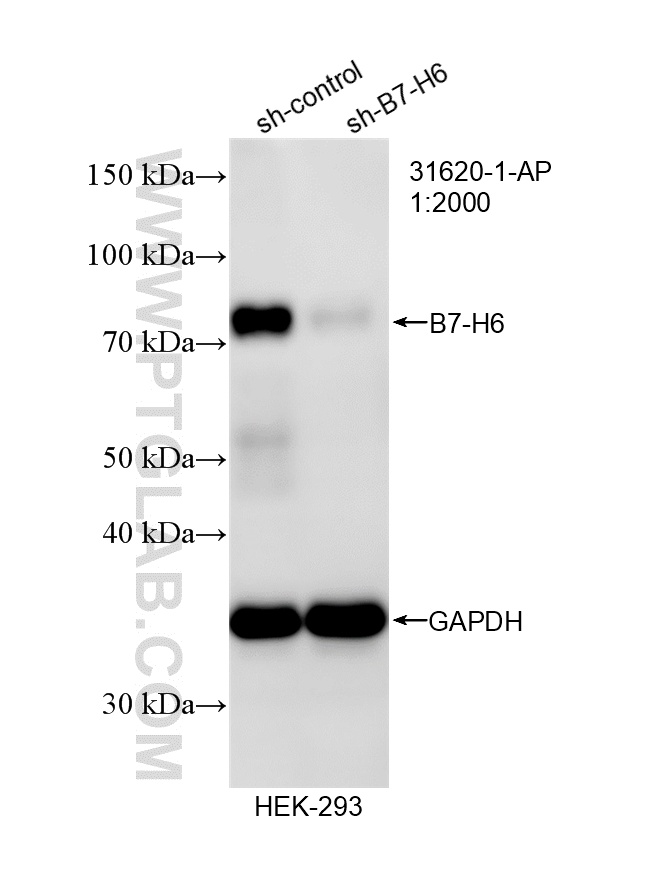 WB analysis of HEK-293 using 31620-1-AP