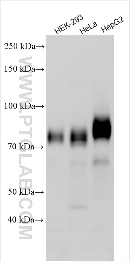 WB analysis using 27428-1-AP