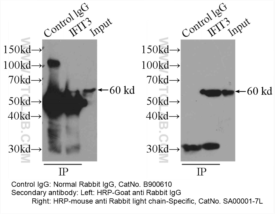 IP sample detected with different secondary antibodies. Normal Rabbit IgG (B900610) as control.