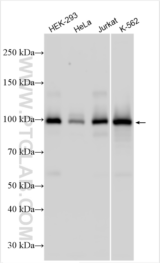 WB analysis using 14018-1-AP