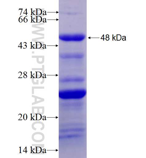 BACH1 fusion protein Ag6011 SDS-PAGE