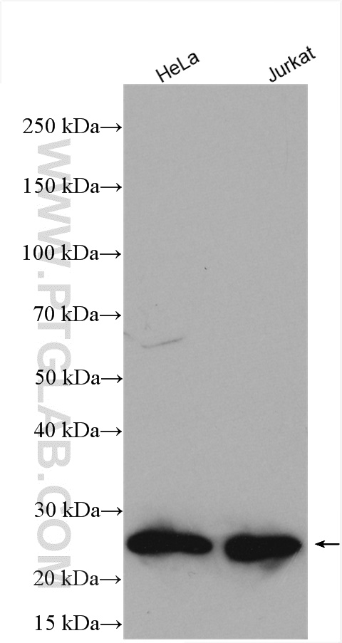 WB analysis using 10435-1-AP