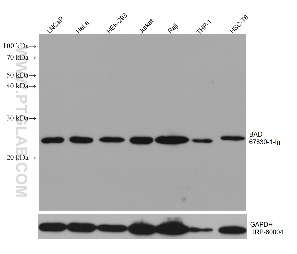 WB analysis using 67830-1-Ig
