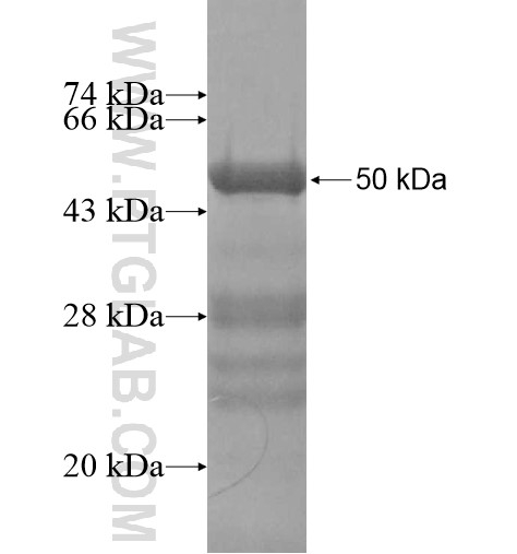 BAG1 fusion protein Ag13555 SDS-PAGE