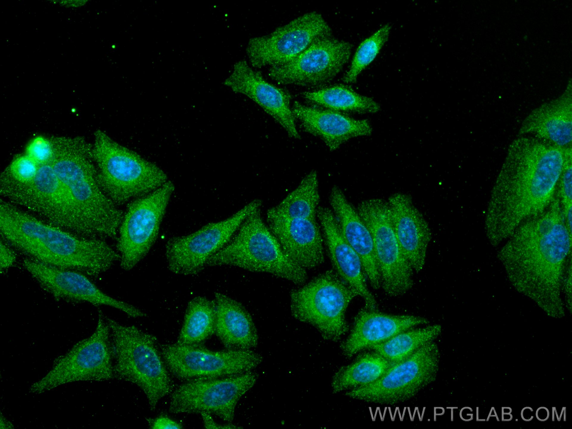 IF Staining of HepG2 using 68076-1-Ig