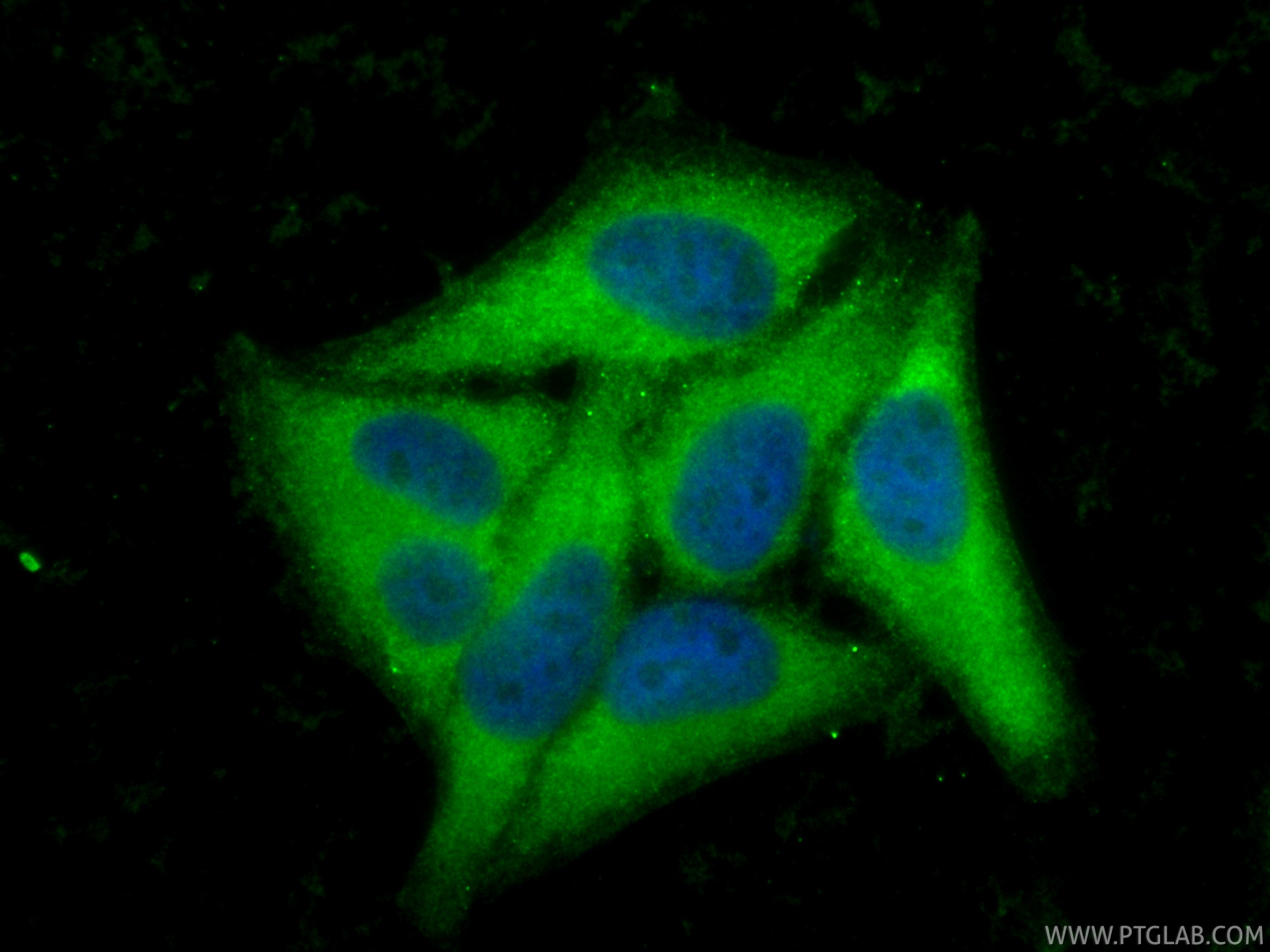 Immunofluorescent analysis of (-20°C Ethanol) fixed HepG2 cells using CoraLite® Plus 488 BAG3 antibody (CL488-83779-4, Clone: 240860F12 ) at dilution of 1:200. IF Staining of HepG2 using CL488-83779-4