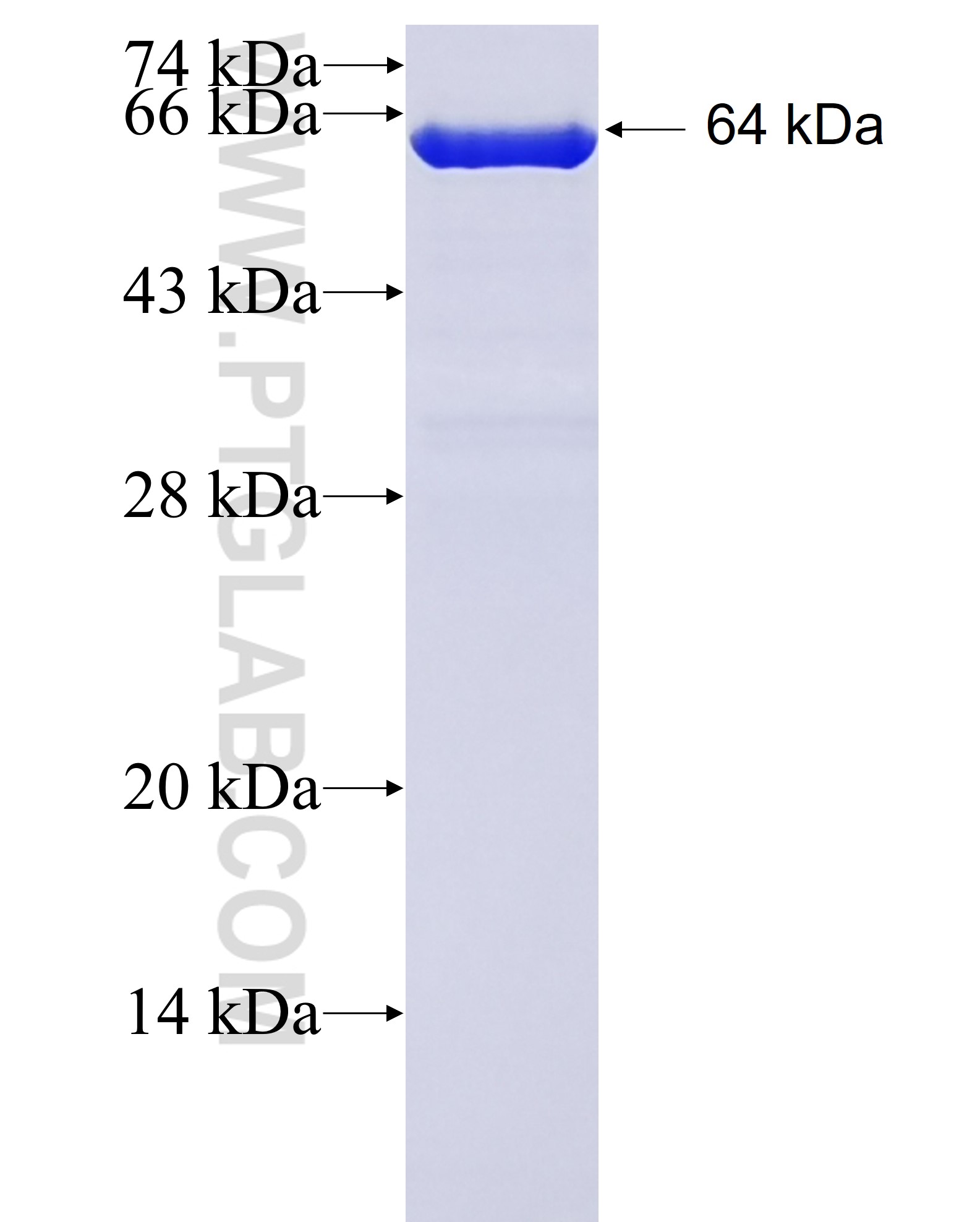 BAG3 fusion protein Ag0956 SDS-PAGE