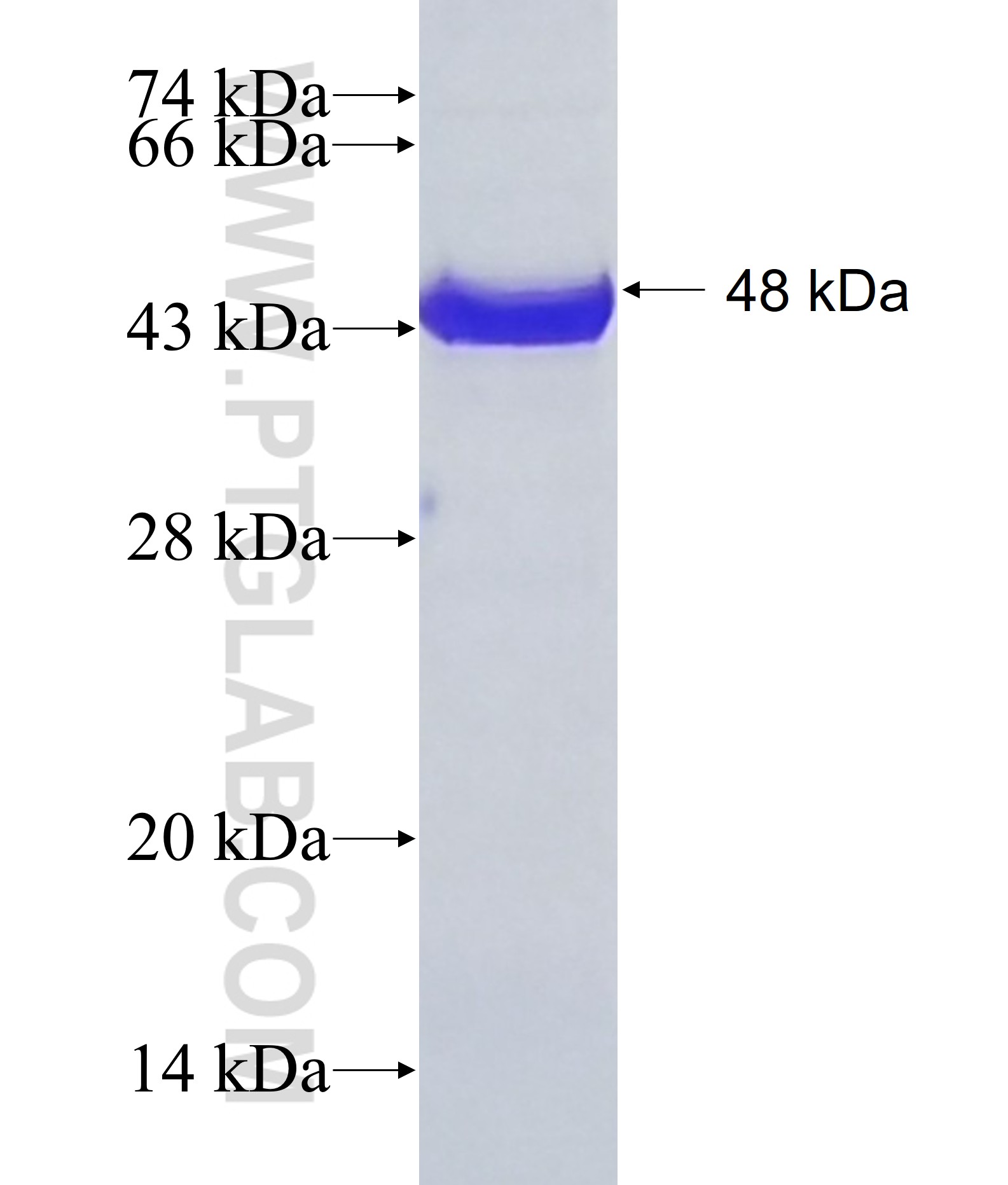 BAG3 fusion protein Ag17608 SDS-PAGE