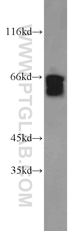 WB analysis of K-562 using 13913-1-AP